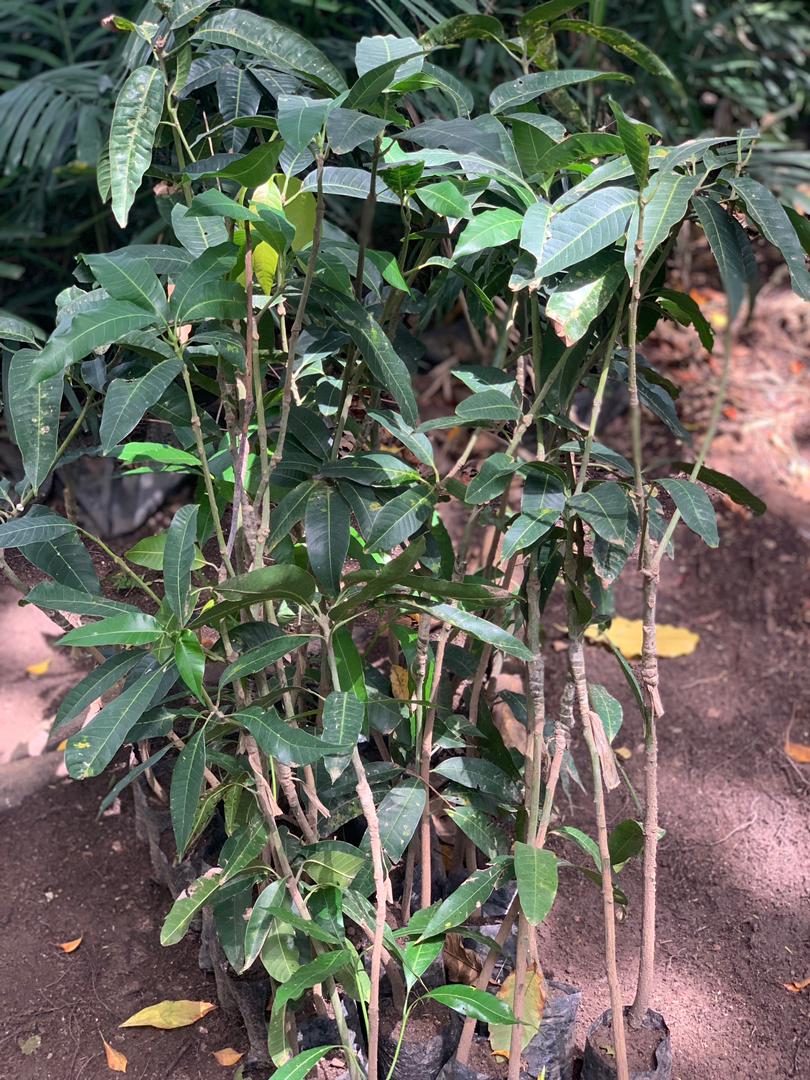 Seedlings & Fruit