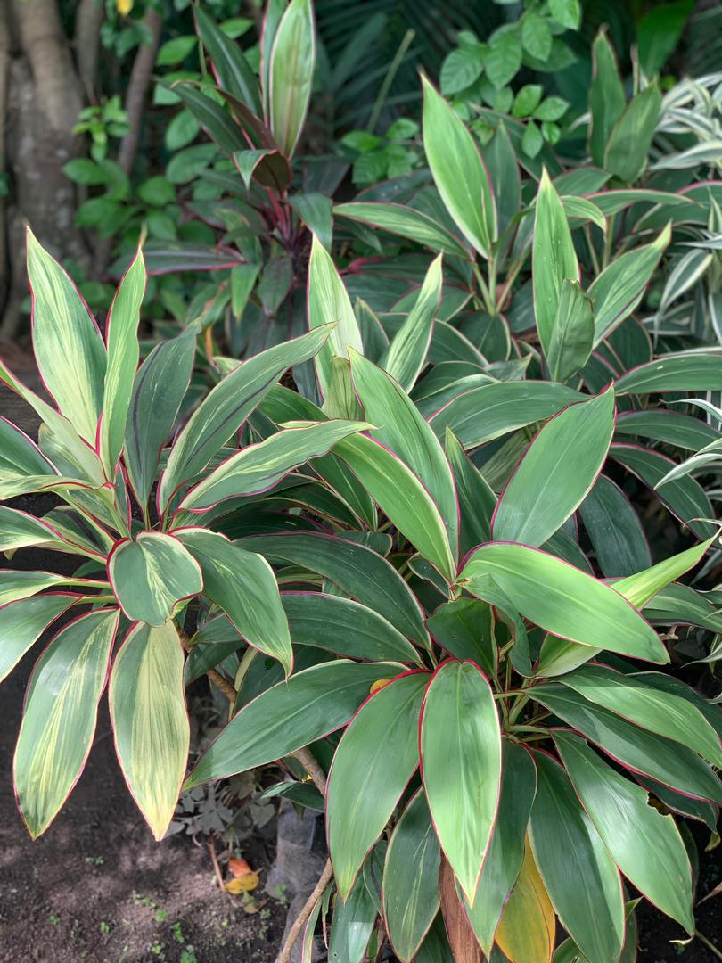 Dracaena Cordyline (Ti Plant)