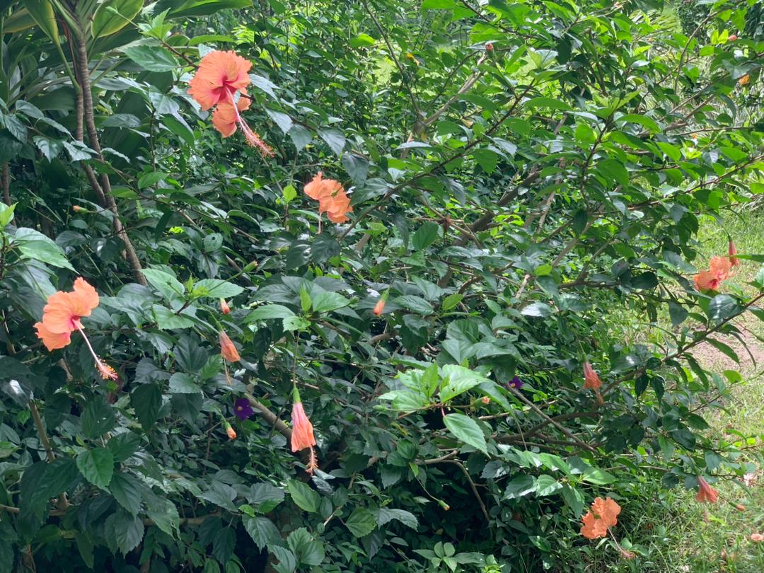 Roses & Hibiscus
