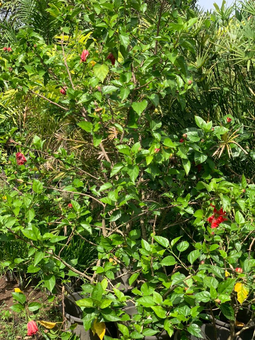 Hibiscus Rose