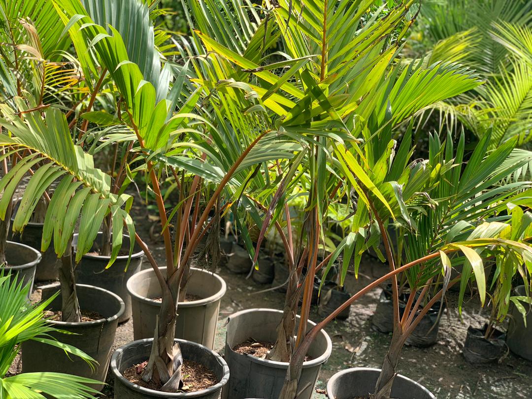 Red Button Palm (Chambeyronia macrocarpa)