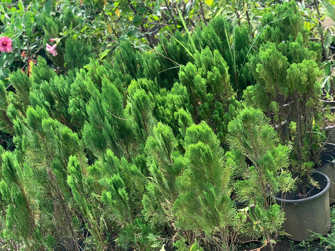 Thuja Medium (Arborvitae)